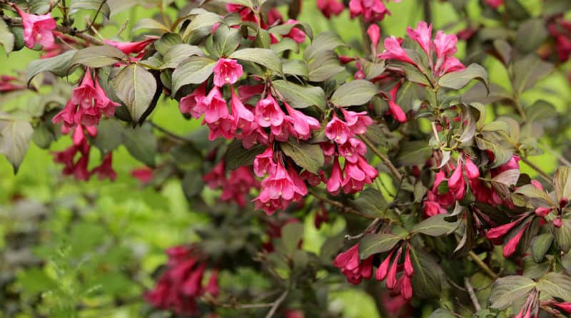 best Shrubs for clay soil