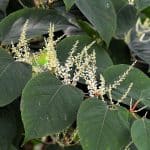How to kill Japanese Knotweed
