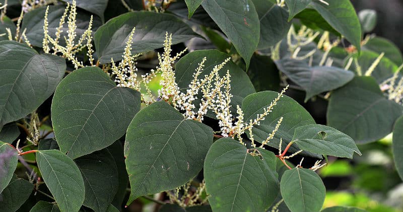 How to kill Japanese Knotweed