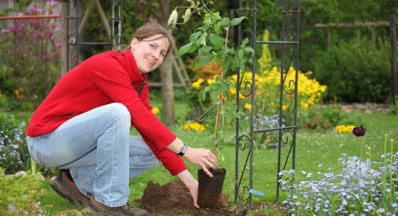 One question we often get asked is how to plant a clematis? The short answer is to plant in moist fertile soil with compost and bonemeal and plant slightly deeper. in this post we over clematis planting in more detail.