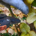 How to train a climbing rose