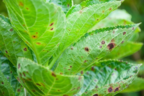 Hydrangea leaf spot
