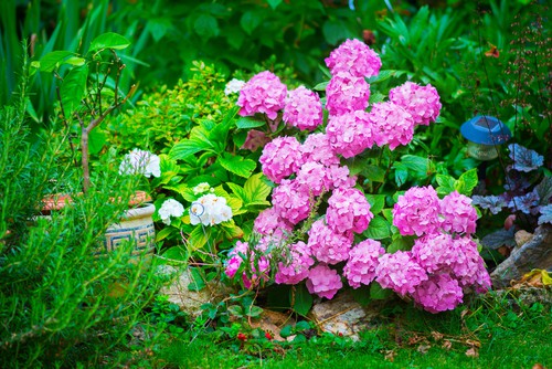 Otherwise known as the mophead hydrangea, this shrub will give you voluptuous blooms that can range in size and colour. If you are looking for a plant that requires very little maintenance, next to no pruning, and whose bloom colours you can control, this is what you want in your small garden. 