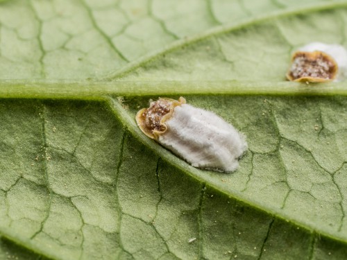 Look out for pests in the garden such as aphids, slugs and snails