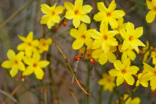 Winter Jasmine is a very unique flower given that it starts to bloom in Winter, hence its name. You will start to see flowers as early as January. The cold season blooms are rare but they do happen. More importantly, as part of the Jasmine family, you will enjoy a sweet scent from your porch with beautiful, starry blooms that add delightful colours to your landscape.