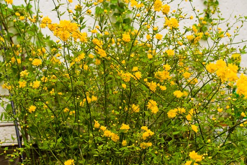 Kerria Japonica - The Japanese rose does not actually produce roses but the yellow flowers it offers grow out in a spindly form across multiple branches and look like small cotton balls of yellow. The yellow flowers produced in the springtime and subsequently in the summer can bloom for weeks on end before the second blooming season begins.