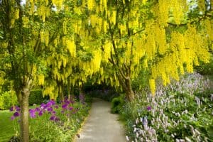Goldenrain is a tree given its name because of the stunning yellow blooms that are produced in the springtime. Not only are they beautiful in colour but they flowers along a very long, length of stem which hangs straight down giving the appearance of a golden shaded rain falling through the tree, some might even hear them be called banana tree.