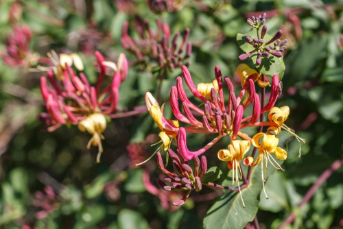 Honeysuckle is a traditional woodland climber that you will commonly see trailing over walls and fences. The reason being it's a very fast-growing climber and produces flowers between June and August that vary in terms of their shades, taking on light yellow and creamy white hues. The flowers themselves are quite delicate and small with a trumpet shape. They provide a very sweet scent that is particularly noticeable in the late evening and is known to give children a fun-filled activity for the afternoon given that they can be plucked from the vine with the centre removed to reveal a little dollop of honey from which they get their name.