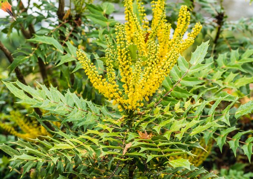 evergreen shrub is known for its bright yellow flowers which are sometimes fragrant which are followed by black or purple berries. It's an evergreen shrub with spine-toothed thick leathery leaves so provides all year round interest and growing to around 1.5 meters tall doesn't grow too large. It does prefer well-drained soil but does grow well in clay so the soil may need to be improved a little to ensure adequate drainage.