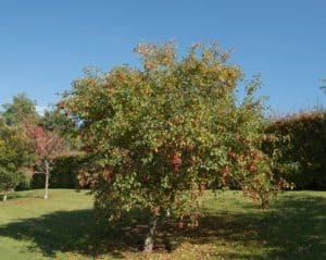 The crab apple tree can spread 4-8 meters wide and end up 5 or 10 meters tall once established. It blooms in April with violet and red colours and flourishes with regular watering and full sun.