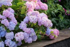Most people have either the large Mophead hydrangeas or Lacecap both of which are easy to identify.