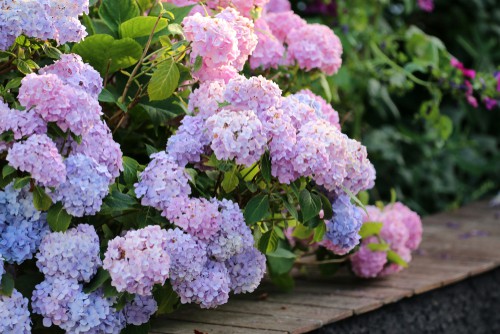 Most people have either the large Mophead hydrangeas or Lacecap both of which are easy to identify. 