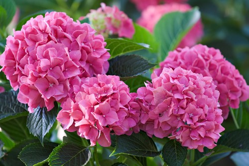 Mophead hydrangeas as pictured above, do not require regular pruning. What is best for them however is deadheading where you remove the flowers after they have bloomed