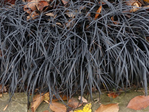 Black grass will grow very well in slightly acidic and rich soil so long as it is well draining. It can thrive in partial shade or full sun. It is not the strongest of plants when it comes to severe winters but it requires medium maintenance and blooms in a pink shade from July through August.