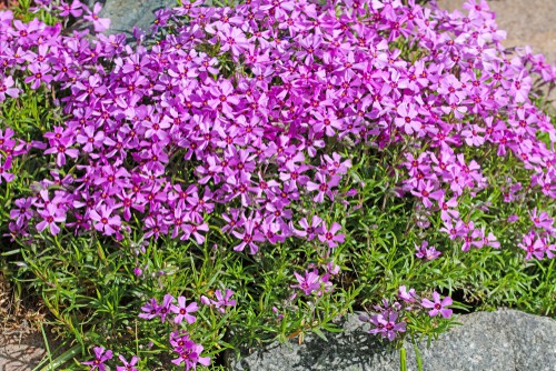 This perennial plant is native to Woodlands around the world and brings with it beautiful strength and cover for your yard. This perennial does not need to be replaced which is what makes it so effective as ground cover.