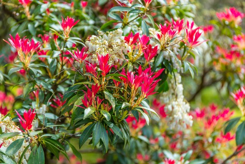 Forest flame is broadleaf, evergreen shrub that grows tall and wide but its also great for growing in containers where its size can be restricted. It starts off with glossy, green leaves that convert to a red color in the fall and eventually fade to a creamy pink before returning to the dark green. At the beginning of spring, you will get bead like flowers which open u to provide you with the first signs of springtime. The new foliage is also bright red where the name 'forest flame' comes from.