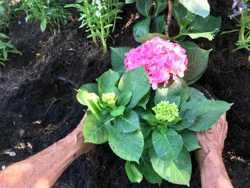 Pick a location where your hydrangea is able to reach a reasonable size without initial pruning. When you plant the hydrangea make sure the soil is well-drained but moist.