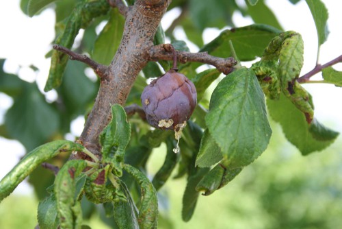 If your plum tree is showing signs of disease you can prune it anytime, don't wait, remove them as soon as possible.