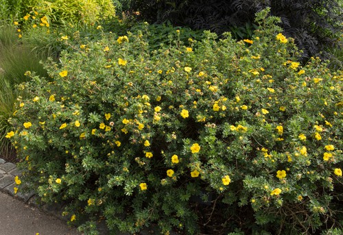 This species is a deciduous flowering shrub will tolerate cooler temperatures quite well. In fact, it grows in higher altitudes naturally