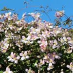 Pruning Clematis Montana - pruning group 1 clematis - prune in spring after flowering