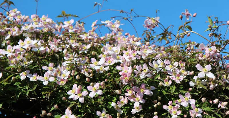 Pruning Clematis Montana - pruning group 1 clematis - prune in spring after flowering