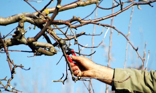 So, if there are other branches which are rubbing against the permanent branches they can be removed. This will do well to help with air circulation as well as better growth.