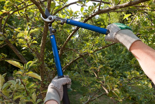Knowing what time of year to prune apple trees and how to prune apple trees can seem difficult, as there are a few variations based on the age of your tree.