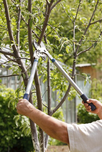 If you have a young, small plum tree and you wanted to grow quickly so that it produces a stronger harvest, you are better off pruning early spring to encourage more vigorous growth