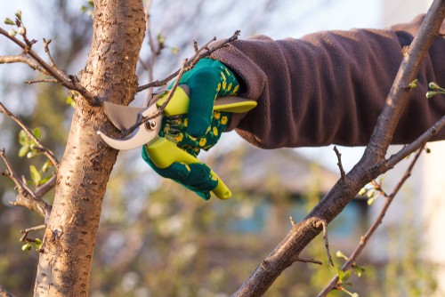 If you have a plum tree it is a common question to wonder when you should prune. The issue here is that the answer is really contingent upon your goals. In general, newly planted plum trees, 1 and 2 years old, should be pruned to encourage them to bush out and form a well-branched tree and established trees should be pruned to control the size, encourage higher yields and remove damaged or diseased branches. Pruning should be done in spring just before bud break out to reduce the risk of silver leaf disease.