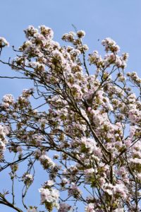 This flowering cherry tree is a narrow columnar tree that is best grown in areas with very limited garden space. If you have a small garden the upright branches will help you make the most of the available space especially the nearer to the sky.