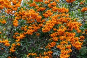 Pyracantha which is how this website came about encompasses a genus of thorn filled evergreen shrubs. If you are looking for a beautiful shrub to fill your clay-heavy soil, and particularly want one that you can use as a hedge or provide protection against invasive animals