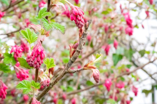 If you desire hanging clusters of flowers rather than flowers that bloom along the length of different stems, this is the shrub for you. The flowers have a rich crimson texture to them with a great deal of visual variety insofar as they produce tiny flowers along the length of a panicle similar to panicle hydrangeas.