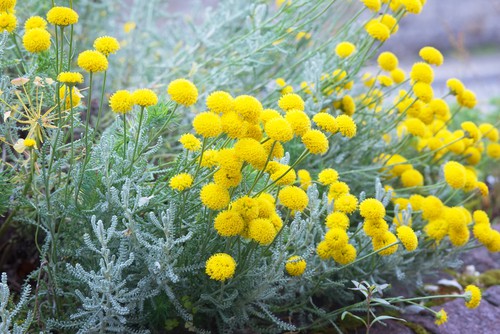 For those of you interested in adding yellow colour to your garden but maintaining a unique colour spread in an otherwise monochromatic green world the rest of the year, the lavender cotton plant is the perfect solution.