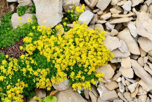 This plant is part of a flowering plant known as stonecrops. They are incredibly fast growing and will spread quickly effectively forming a sort of mat across your yard. They will grow prolifically outward but they don't get very tall so this is perfect for shorter ground cover especially if you don't want anything more than a few hundred centimetres