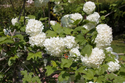 Prune other types of hydrangeas such as oak leaf and snowball types varieties are pruned winter or early spring. 