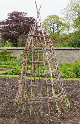 The vines will grow rapidly and they need something against which to climb. To that end, you can place support posts or sturdy frames where you have your sweet peas and they will scramble up them as tall as 6ft.