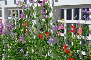 Annual and perennial sweet peas are perfect for growing in pots and containers.