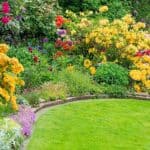 If you are looking for the best shrubs with yellow flowers to perfectly complement whatever colour pattern and scheme you have in your garden, then you need to incorporate one of these top 10 beautiful yellow flowering shrubs.