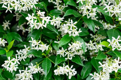 The star jasmine is a vigorous and medium-sized Evergreen vine that brings to your garden dark green leaves up to 8cm in length along wiry stems. At the end of spring, you will see an abundance of sweetly fragrant flowers that are white in shade and star in shape, reaching 2.5 centimetres on average. As the flowers age, they take on a creamy hue.