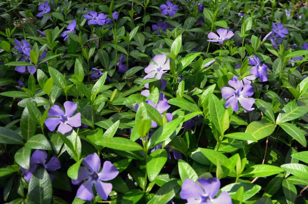 If you need a tough, low maintenance ground cover option this is it. It's known for it's creeping gross and will very quickly overtake an area and is a great alternative to Pachysandra for those looking for a matt forming ground cover shrub.
