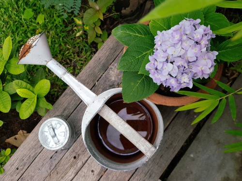 Hydrangeas require moist but well-drained soil in order to thrive. There is no specific rule per se for watering hydrangeas you just want to make sure that the soil remains moist but not too wet. 