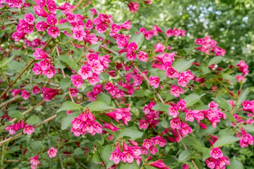 The last pick on our list is Weigela which offers deciduous shrubs that are actually held in a collection at the Sheffield Botanical Gardens. These are considered part of the honeysuckle family and as such, produce beautiful springtime displays of funnel-shaped flowers.