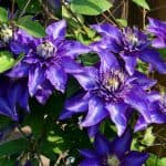 When To Prune Clematis - step by step guide group 1 -2 - 3