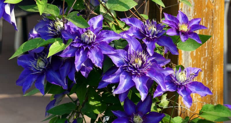 When To Prune Clematis - step by step guide group 1 -2 - 3
