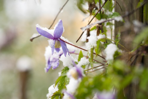 If you are going to cut your clematis back for winter just make sure you have done so in accordance with the rules listed above. This includes knowing when your clematis blooms, and being careful not to cut off the wood that will be required for certain bloomers. To that end, the clematis that flower on the current growth can be cut back as soon as that growth is over and it will be rejuvenated during the winter.
