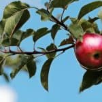 Apple trees should be pruned yearly, each winter when the tree has dropped all of its leaves for the winter, usually November to early March. You want to remove around 10-20% of the overall canopy, evenly and this should only consist of around 10-20 cuts. Remember that around 10-20% of the canopy and 10-20 cuts in total. This idea is to remove some the previous year's growth but leaving plenty of growth that is 1-5 years old as these produce the best fruit.