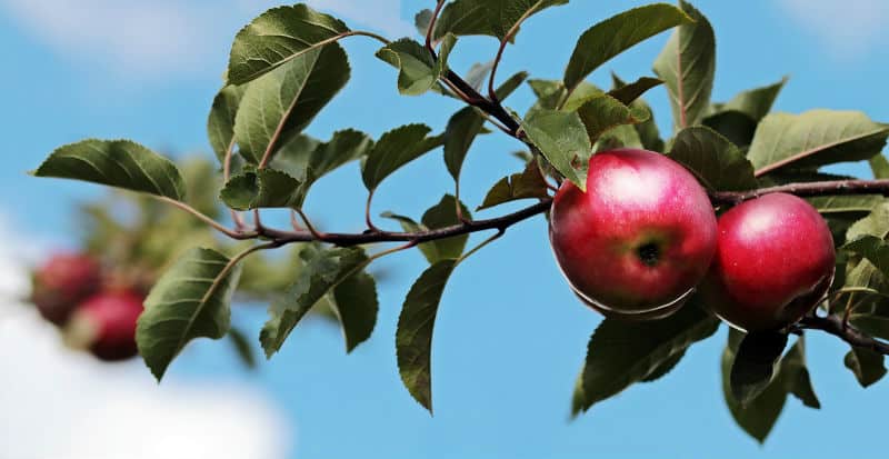 Apple trees should be pruned yearly, each winter when the tree has dropped all of its leaves for the winter, usually November to early March. You want to remove around 10-20% of the overall canopy, evenly and this should only consist of around 10-20 cuts. Remember that around 10-20% of the canopy and 10-20 cuts in total. This idea is to remove some the previous year's growth but leaving plenty of growth that is 1-5 years old as these produce the best fruit.