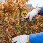 When do you prune hydrangeas? In general, you prune most hydrangeas in spring except mophead, and lacecap hydrangea as they flower on old wood, prune others after flowering such as limelight and snowball hydrangeas