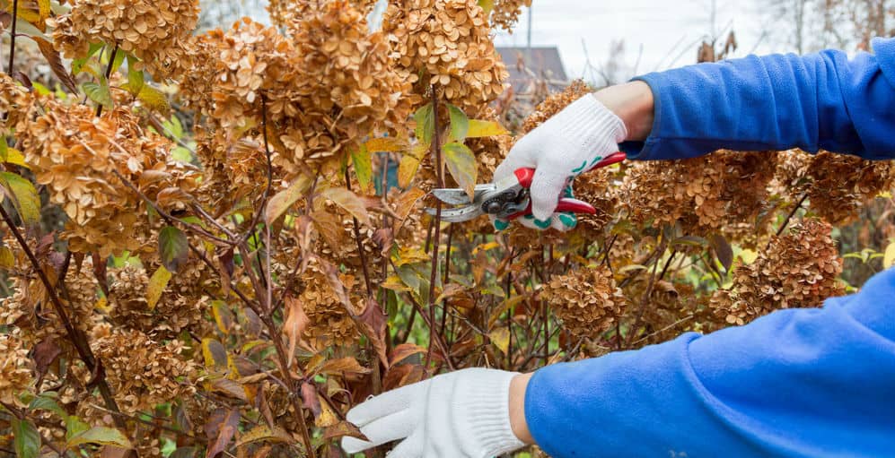 When do you prune hydrangeas? In general, you prune most hydrangeas in spring except mophead, and lacecap hydrangea as they flower on old wood, prune others after flowering such as limelight and snowball hydrangeas