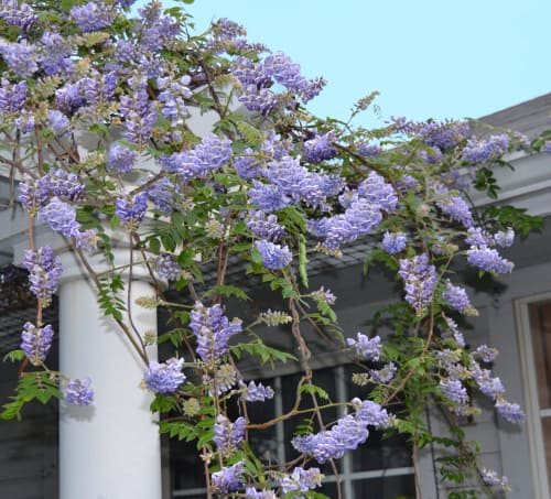 Wisteria 'Amethyst Falls' is perfect for arbour plantings or trellises. It takes on the shape in terms of flowering blooms that one would get with a hydrangea paniculata, producing large cones of flowers that are beautiful and violet in colour. The dark lavender blooms form grape-like clusters throughout the summer that add a beautiful, whimsical appearance to your garden. More importantly, these are easy to care for, they rebloom and return year after year, they don't take a lot of water, and they provide an aroma wherever they are planted.